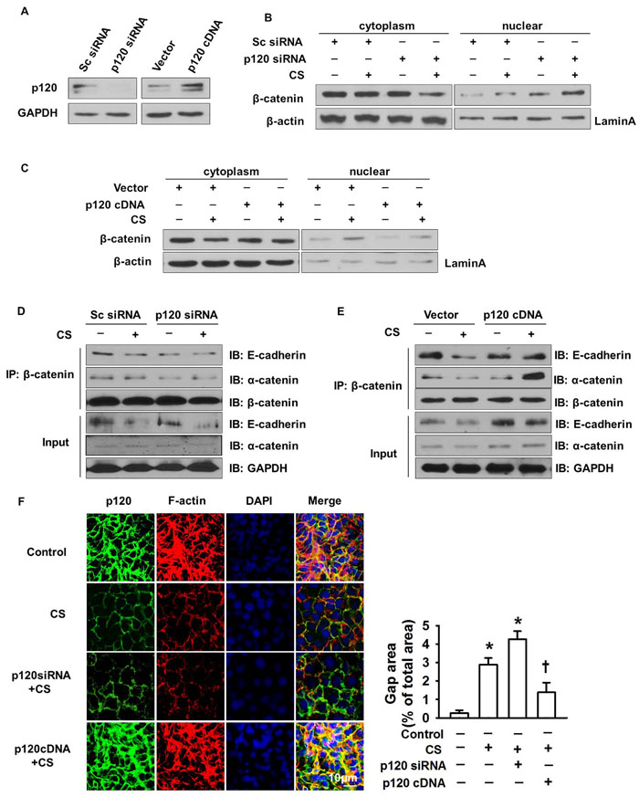 The regulatory role of p120 in &#x3b2;-catenin nuclear translocation induced gap formation.