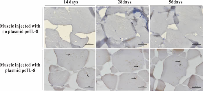 Immunohistochemistry analysis of exogenous IL-8 expressed in muscle tissues of the vaccinated fish at 14, 28 and 56 days p.v.