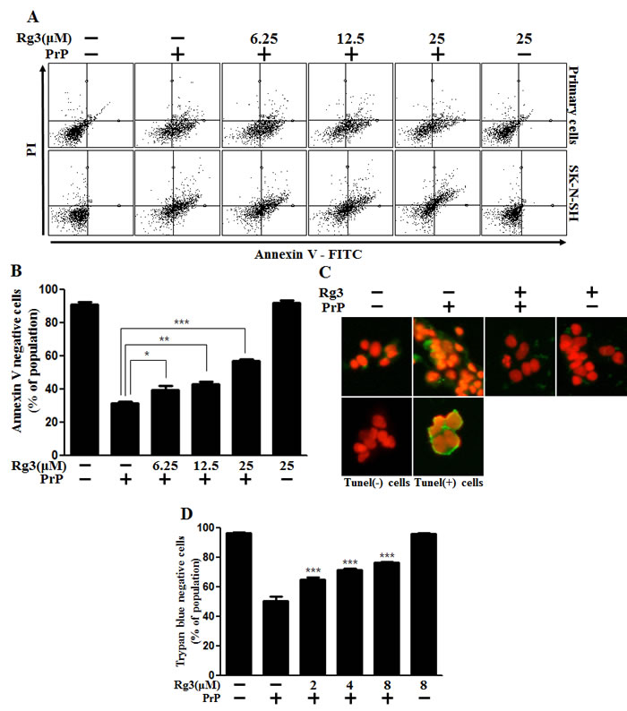 Rg3 inhibits PrP (106-126)-induced cytotoxicity in neuronal cells.
