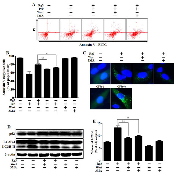 Rg3 protects neuronal cells via autophagic pathway.