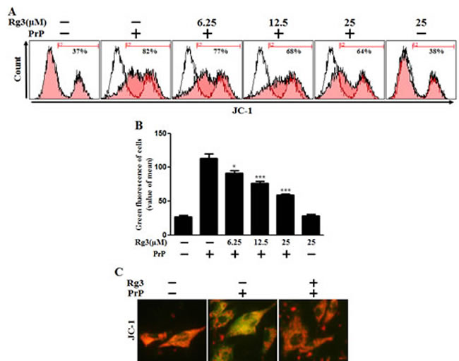 Rg3 inhibits PrP (106-126)-induced mitochondrial dysfunction in neuronal cells.