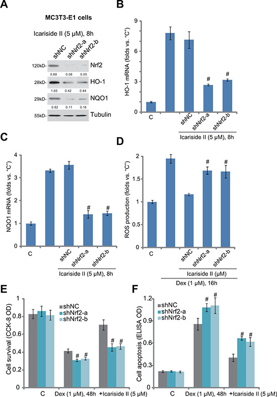 Nrf2 activation is required for icariside II-mediated anti-Dex actions in MC3T3-E1 cells.
