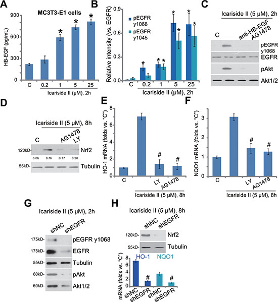 EGFR trans-activation mediates icariside II-induced Akt and Nrf2 activation in osteoblasts.