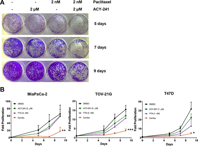 Combination treatment with ACY-241 and paclitaxel reduced cancer cell proliferation.