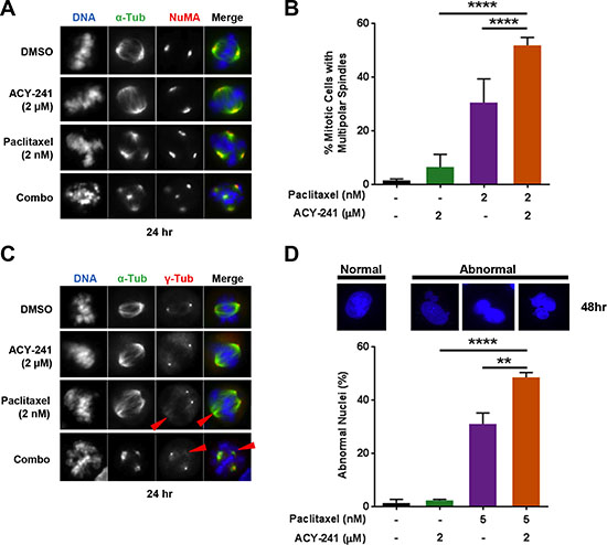 Combination treatment increased the frequency of multipolar mitotic spindle formation and abnormal nuclei.