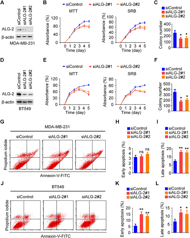 ALG-2 promotes the proliferation and survival of breast cancer cells.