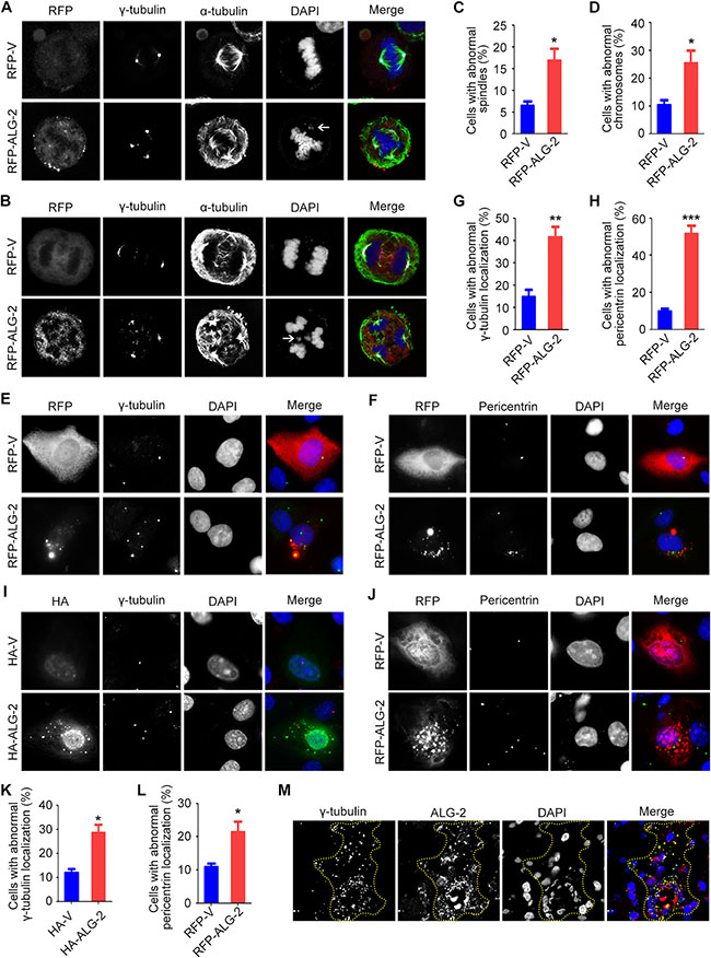 Ectopic expression of ALG-2 triggers spindle multipolarity and chromosome missegregation.