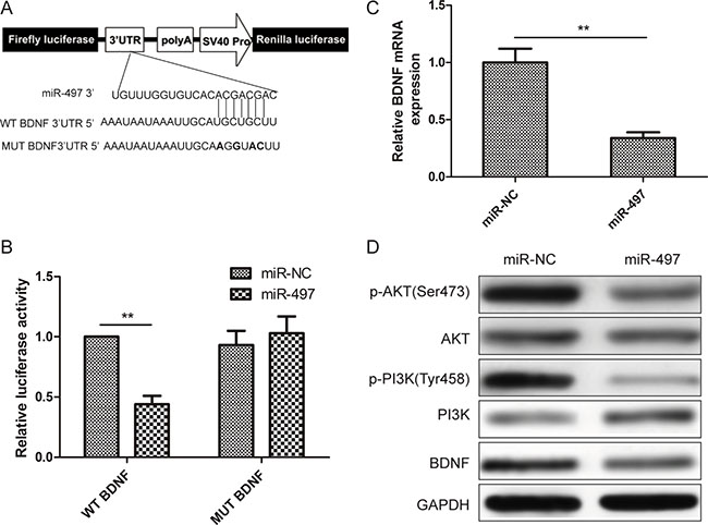 BDNF is directly suppressed by miR-497 in thyroid cancer cells.