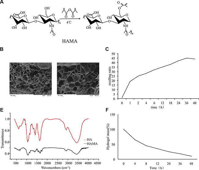 Preparation and characterization of HAMA hydrogels.