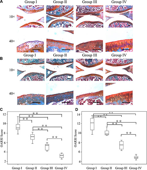 Efficacy of the combination of CM-cordycepin and HAMA hydrogel as a treatment for OA.