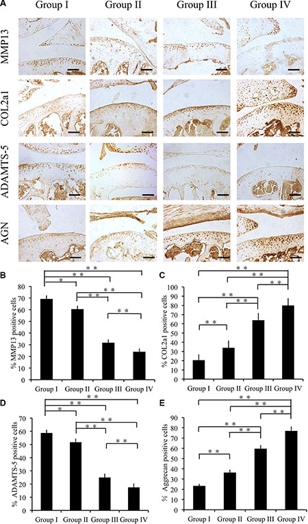 Effect of cordycepin on cartilage matrix degradation in vivo (4 weeks).