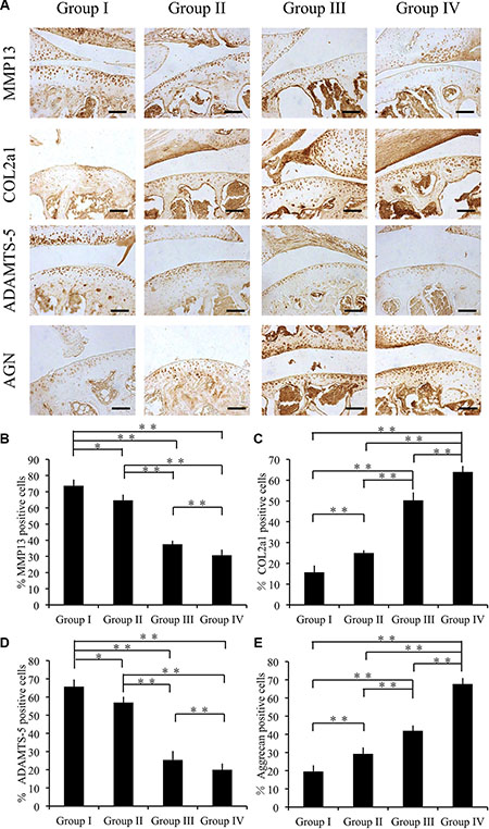 Effect of cordycepin on cartilage matrix degradation in vivo (8 weeks).