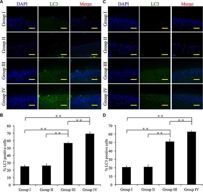 Effect of cordycepin on chondrocyte autophagy in vivo.