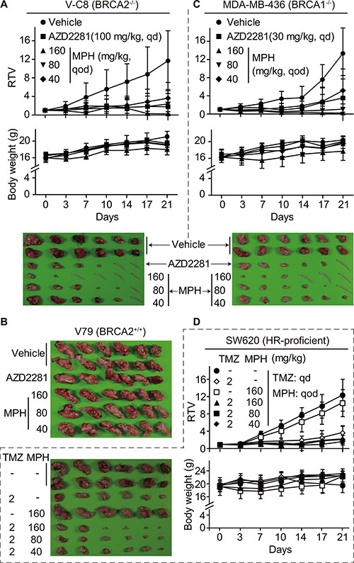 MPH selectively suppresses the growth of HR-deficient xenografts and sensitizes HR-proficient xenografts to the DNA damaging agent TMZ in nude mice.