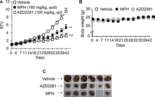 The in vivo anti-tumor efficacy of MPH in breast cancer patient-derived xenograft (PDX) model.