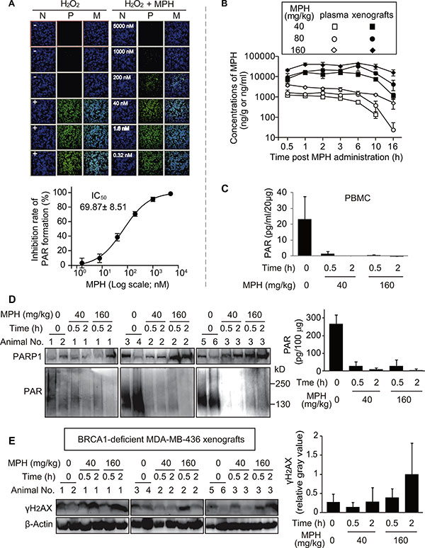 Pharmacodynamic biomarker analyses reflecting the in vitro and in vivo activities of MPH.