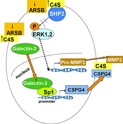 Overall schematic of pathway by which decline in ARSB leads to increases in CSPG4 and MMP2.