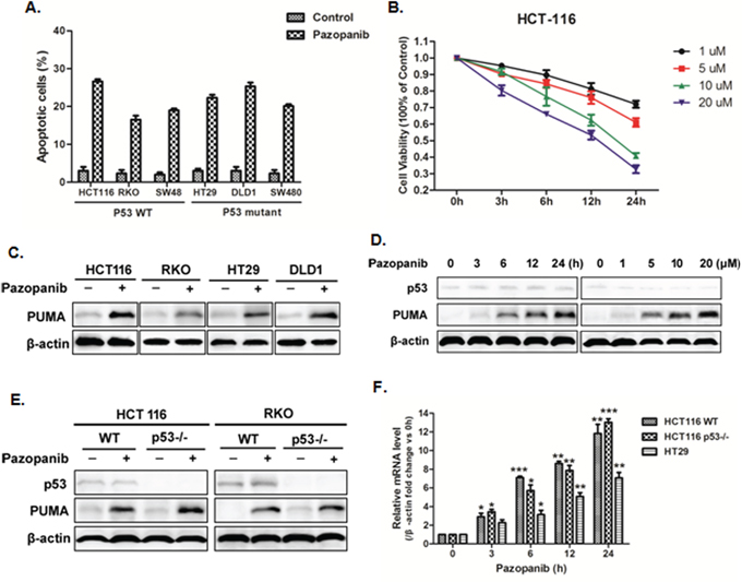 Pazopanib promoted cell apoptosis and PUMA induction in colon cancer cells.