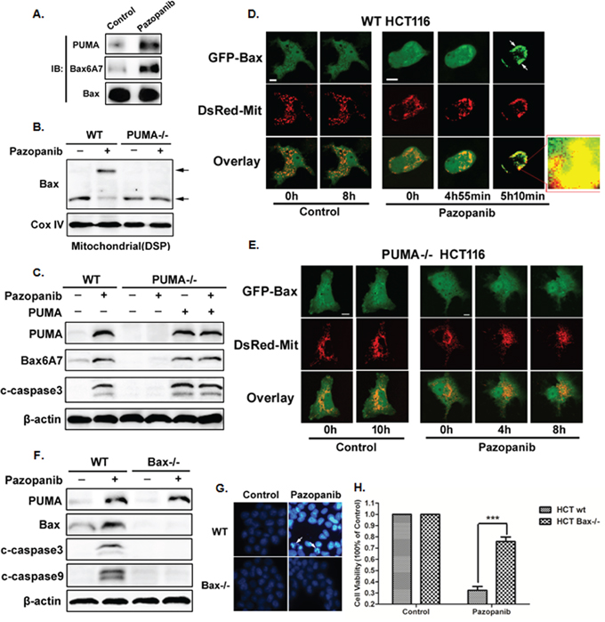 Bax activation was required for pazopanib treatment induced apoptosis.