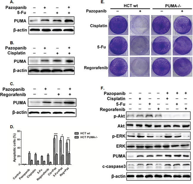 PUMA increased the chemosensitization effects of pazopanib by inducing apoptosis.