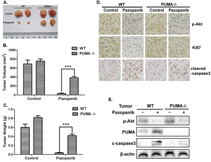PUMA exhibited the antitumor effects of pazopanib in vivo.