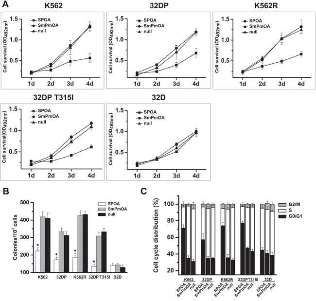 SPOA inhibits proliferation of imatinib sensitive and resistant CML cells.