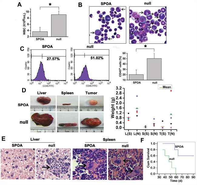 The anti-leukemia activity of SPOA in mice.