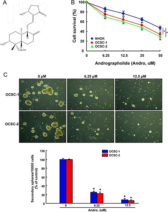 The cytotoxicity and effect of andrographolide on OCSCs self-renewal property