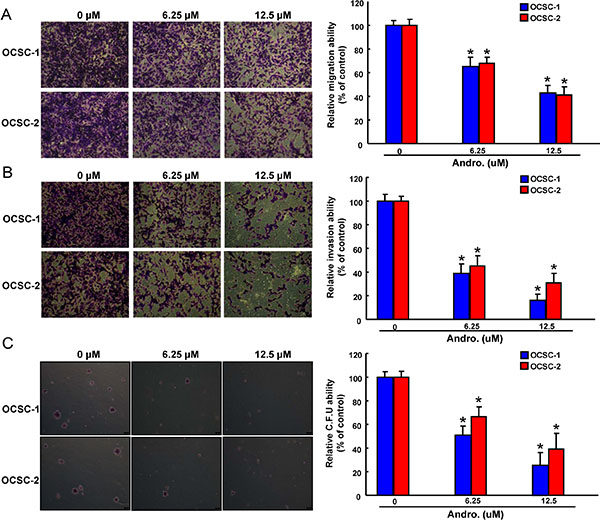 Anti-oncogenic effect of andrographolide in OCSCs Representative images (left) and quantification (right) of