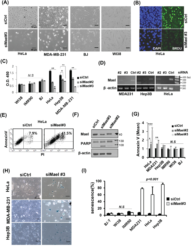 Mael depletion induces cancer cell-specific apoptosis and senescence.