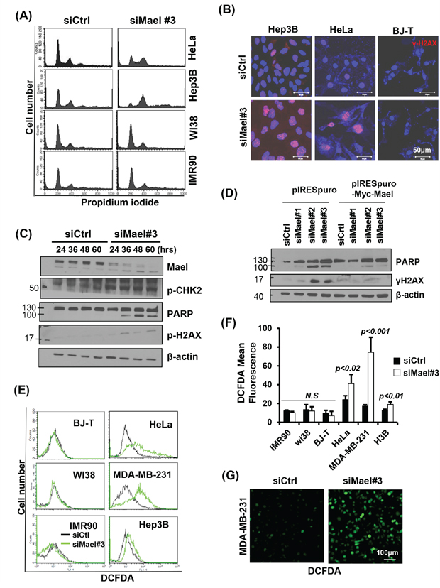 Mael depletion induces spontaneous DNA damage and ROS production in cancer cell lines.