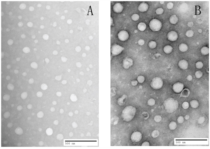 TEM image showing uniform spherical morphology with particle size about 100nm for FACC micelles A. and about 200nm for PTX-FACC micelles B.