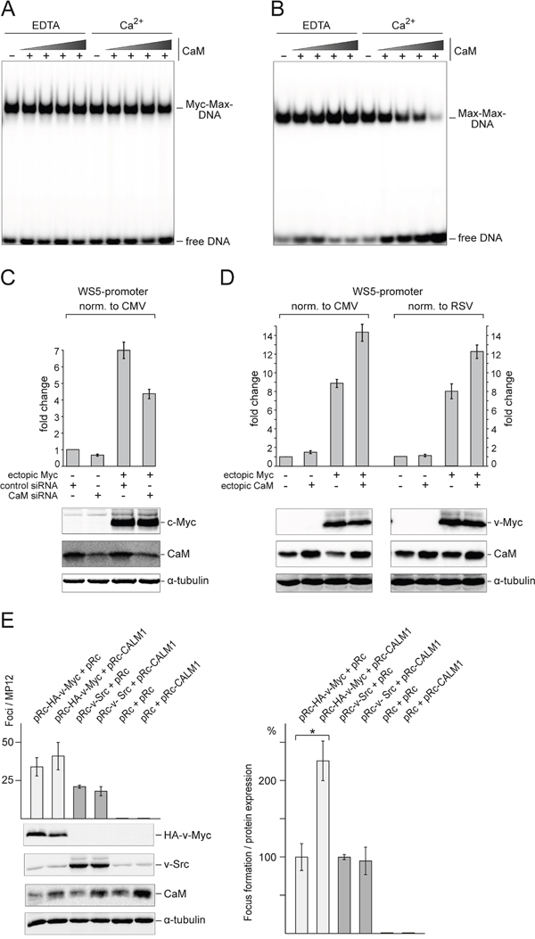 Effect of CaM on DNA binding, transcriptional activity, and transforming potential of Myc.