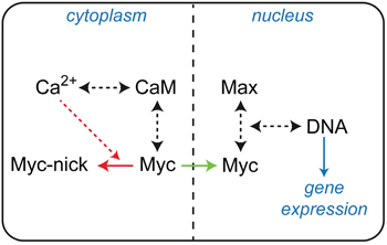 Basic diagram of interconnections between Myc and Ca2+/CaM signaling.