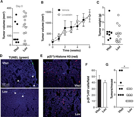 Lovastatin reduces tumor multiplicity in Tg-neu mice.