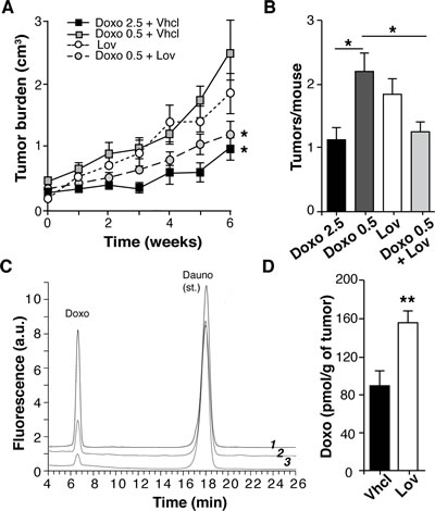 Lovastatin improves doxorubicin chemotherapy in Tg-neu mice.