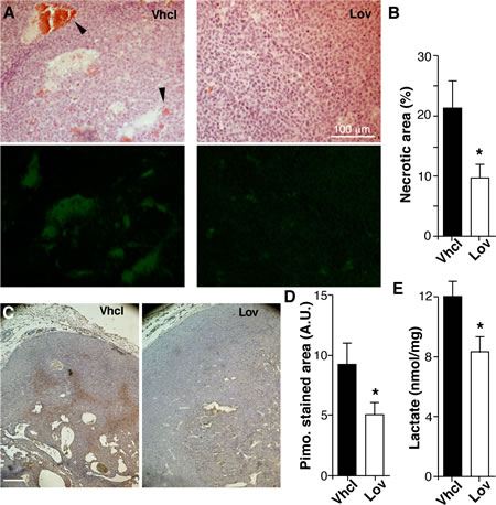 Lovastatin improves Tg-neu tumor oxygenation.