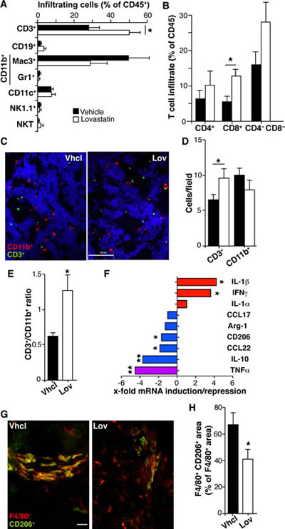 Lovastatin shapes the inflammatory infiltrate and reduces M2-like TAM polarization.