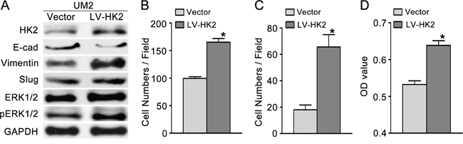 HK2 overexpression promotes TSCC cell migration and invasion.