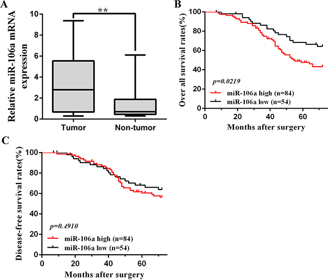 miR106a overexpression in CRC clinical samples.