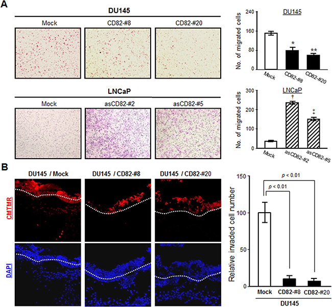 CD82 suppresses chemotactic migration and invasiveness of prostate cancer cells.