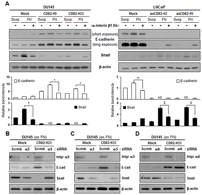 CD82 inhibition of fibronectin-induced EMT is dependent on &#x03B1;3&#x03B2;1 and &#x03B1;5&#x03B2;1 integrins.