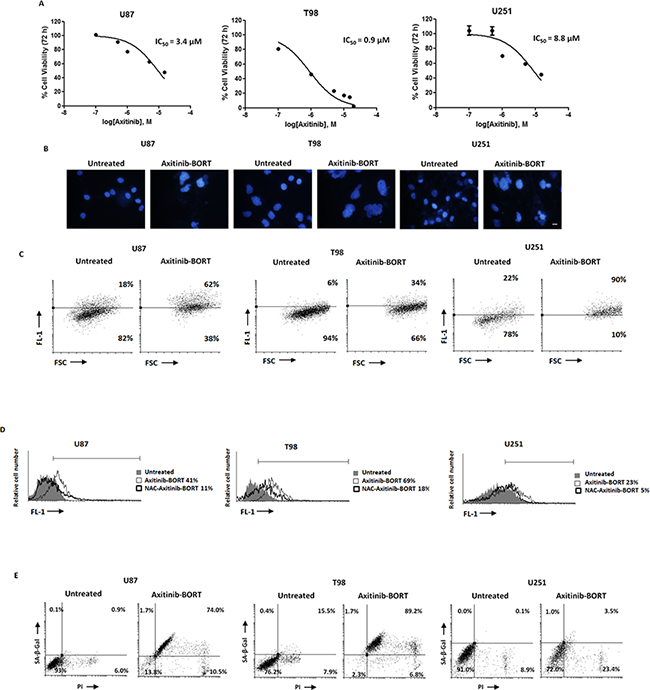 Cotreatment axitinib-bortezomib induces cell death also in axitinib-resistant U251 glioma cell line.