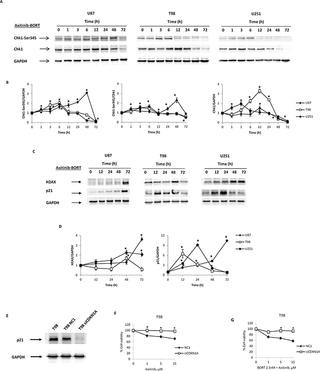The role of p21 protein in axitinib-bortezomib induced cytotoxic effects.