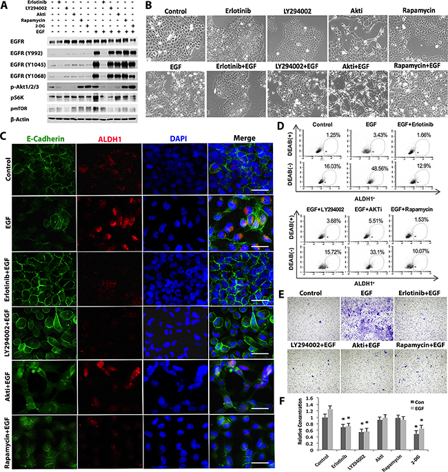 EGF promotes glycolysis/EMT/CSC formation through EGFR/PI3K/mTOR signaling pathway in OSCC cells.