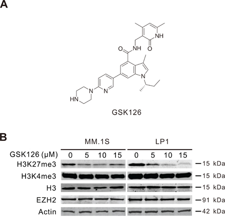GSK126 inhibits cellular EZH2 methyltransferase activity in multiple myeloma (MM) cells.