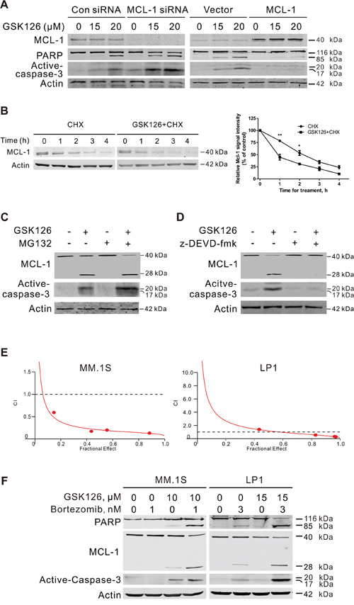 MCL-1 is critical for GSK126-induced apoptosis and involved in synergistic antitumor effect between GSK126 and bortezomib.