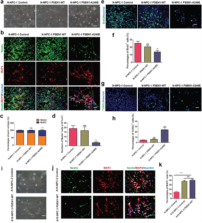 PSEN1-A246E is responsible for the abnormal neuronal differentiation phenotype.