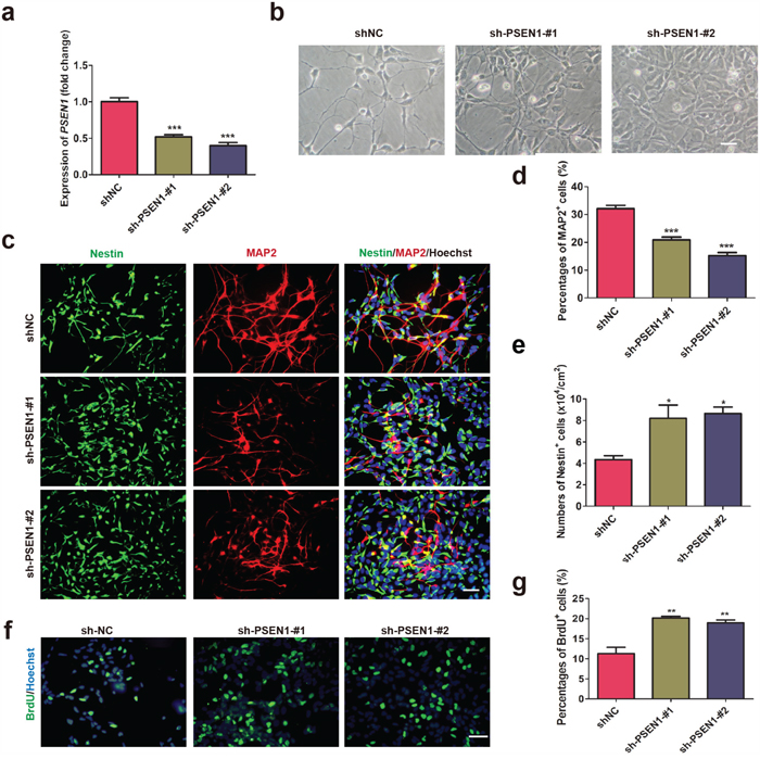 Knock down of PSEN1 in AD-NPCs rescues premature neuronal differentiation.