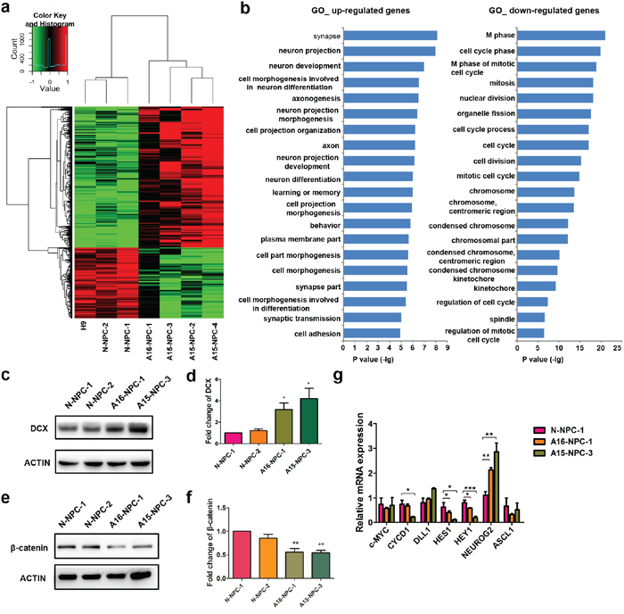 Genome-wide transcriptome analyses identify genes and signaling pathways potentially associated with abnormal neuronal differentiation in differentiating AD-NPCs.